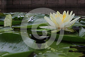 Water lily, a perennial floating leaf aquatic herb with thick rhizomes