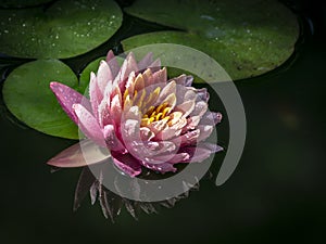 Water lily `Perry`s Orange Sunset` in the sun on a black background.