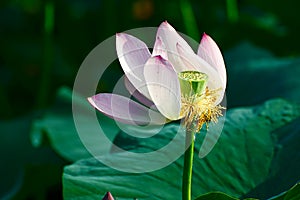 The water lily pistil photo