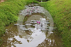 Water lily plant with leaves and flowers in pond. Tropical garden lake with pink flowers.