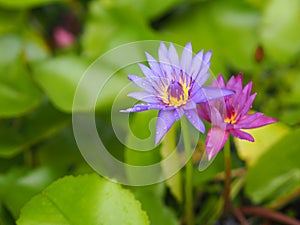 Water lily Plantae, Sacred Lotus, Bean of India, Nelumbo, NELUMBONACEAE name flower in pond Large flowers oval buds purple tapered