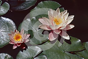 Water lily plants in full bloom