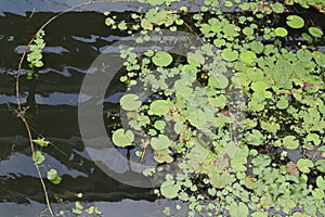 Water lily plants growing together with the common aquatic weed plants in a river
