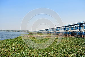 Water lily plants grown all over the river surface near a dam with clear blue water and blue sky