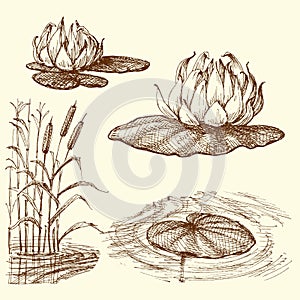 Water lily and water plants set
