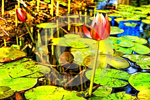 Water lily on a pond