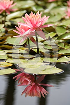 Voda lilie v rybník 