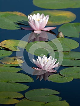 Water Lily in the Pond