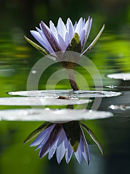 Water Lily in the Pond