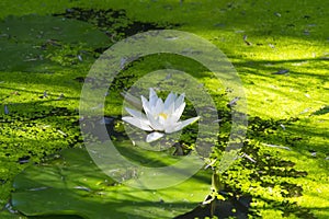 Water lily on a pond