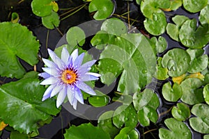 Water Lily in a pond