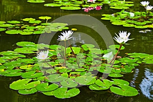 Water-lily in pond