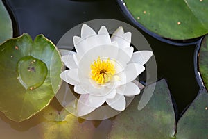 Water lily in the pond