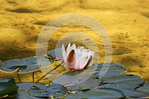 Water Lily In The Pond