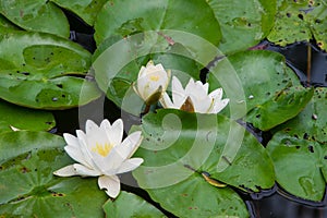 Water lily pond, Butchart Gardens, Victoria, BC