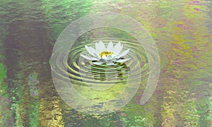 Water lily pond img