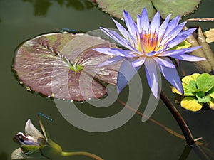 Water Lily on Pond