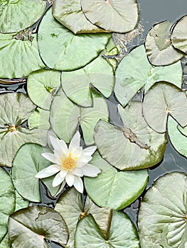 Water lily on a pond, floral background