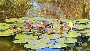 Water lily pond in the garden