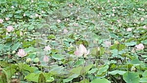 Water Lily Pond High Definition Stock Footage