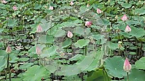 Water Lily Pond High Definition Stock Footage