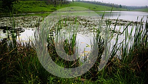 Water lily pond on a misty day