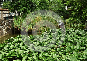 Water lily pond (Nuphar)