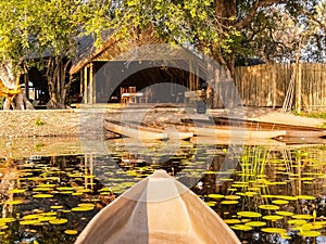 Water lily pond on Okavango Delta wetland with restful shelter under tree