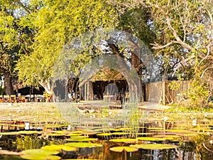 Water lily pond on Okavango Delta wetland with restful shelter under tree
