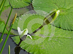 a water lily in a pond