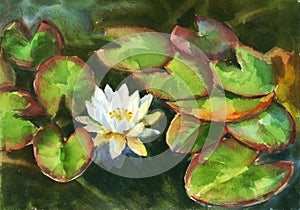 Water lily in the pond