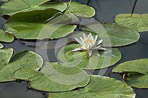 Water lily photo