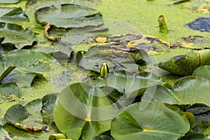 Water lily pud on the water field. photo