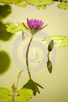 Water lily photo