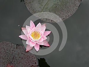 Water lily after rain