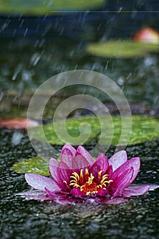 Water Lily in the Rain