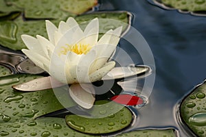 Water lily red petal II