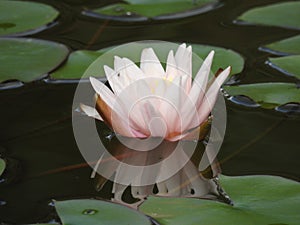 Water lily is reflected in water