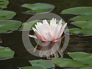 Water lily is reflected in water