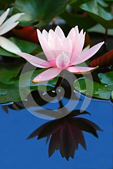 Water Lily Reflection