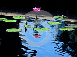 Water lily reflection