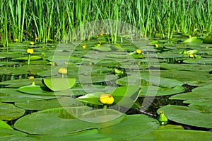 Water lily on the river Dnieper.