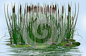 Water lily and rush in a water lake