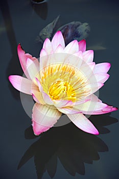 Water lily and it's reflection