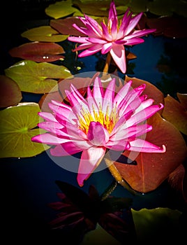 Water Lily at Sarah P. Duke Gardens in Durham, North Carolina