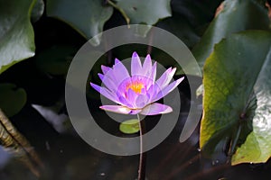 Water lily in Siem Reap