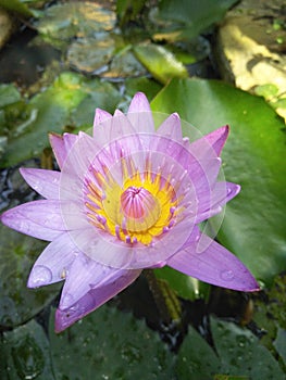 Water lily in sri lanka