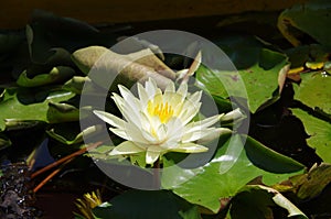 Water lily in Srinagar in Kashmir