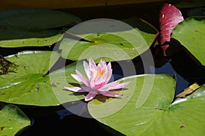 Water lily in Srinagar in Kashmir