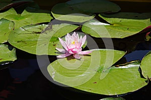Water lily in Srinagar in Kashmir